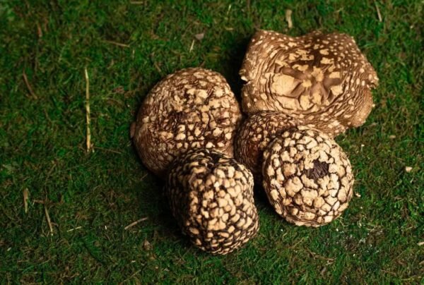 Premium Dried Amanita Pantherina Caps